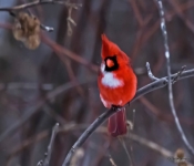Cardinal007 DeNoiseAI